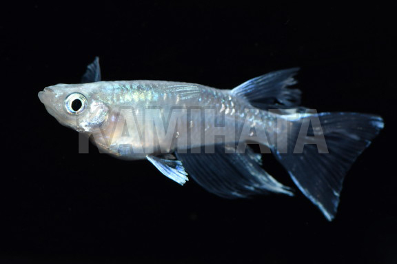 幹之メダカ リアルロングフィン